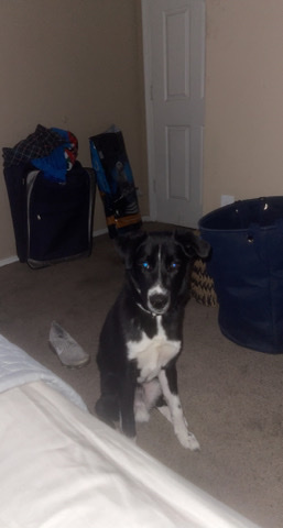 rehoming a lab/husky mix