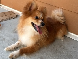 Pomeranian – trying to find someone to buy him – Mount Juliet