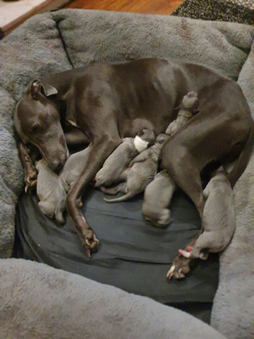 whippet