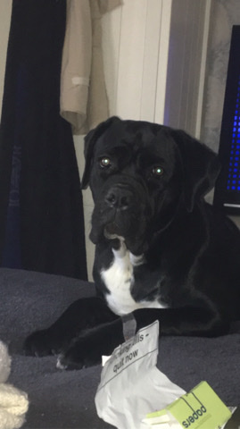 Cane Corso – bella