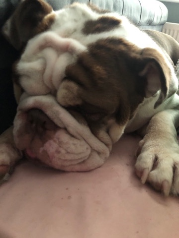 Olde English Bulldogge – English bulldog female