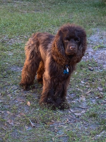 American Cocker Spaniel – chocolate cocker spaniel
