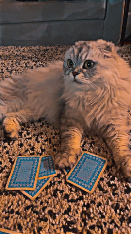 Scottish-Fold Looking for a New Home.