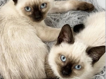 Siamese – Siamese kitten – Cleveland