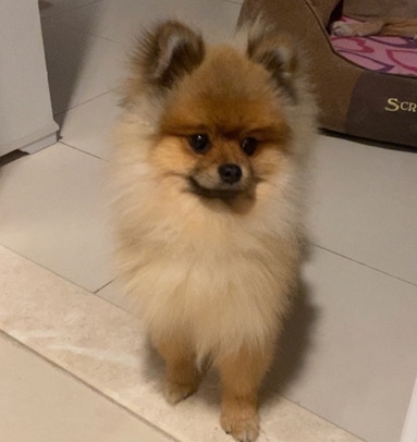 Pomeranian Pure breed.