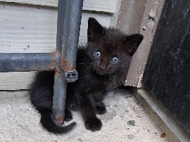 American Shorthair – $15 - $25 Kittens – Houston