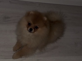 Pomeranian – pomeranien – Rosenheim