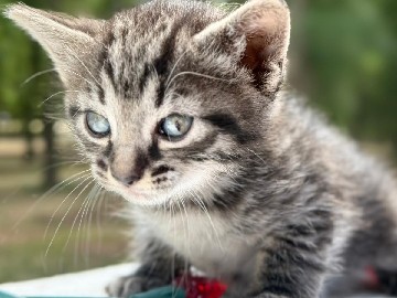 Siamese – Siamese Mix Kitten – Alachua