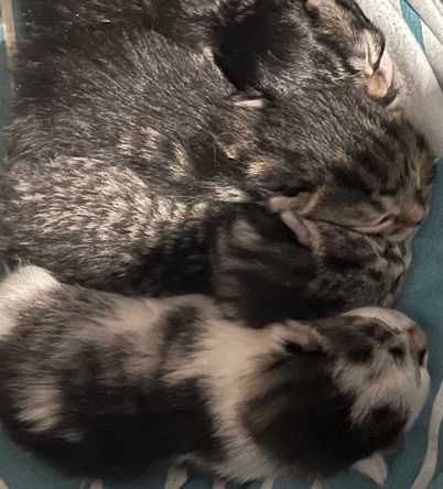new kittens