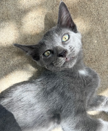 Female Kitten for sell $0 cost 