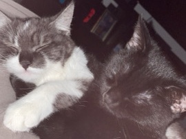British Shorthair – 🐾 Zwei liebe Hauskatzen suchen gemeinsam ein neues Zuhause – Ludwigshafen am Rhein