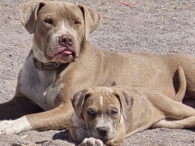 American Pit Bull Terrier - baby doggy available for adoption in Las Cruces
