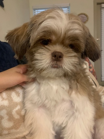 Shih Tzu – 7 month old shih tzu needing new home