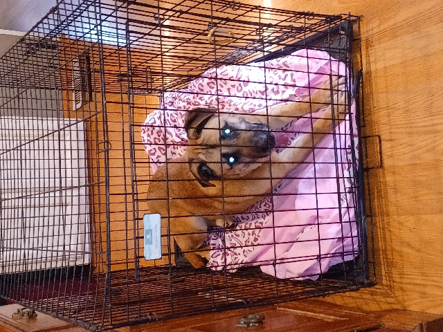 German Shepherd – bull mastiff/shephard