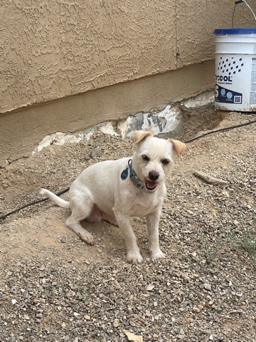 Poodle – for free