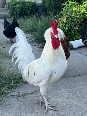 2 Polish/Easter-egger Roosters for Sale