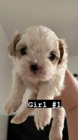 Shih Tzu – Shihtzu puppy’s