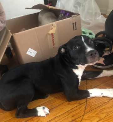 American Pit Bull Terrier – girl pit bull very clingy loves kids.