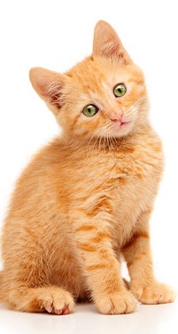Orange Kitten