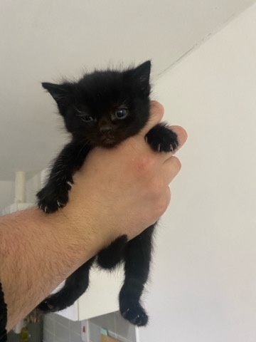 last female black kitten