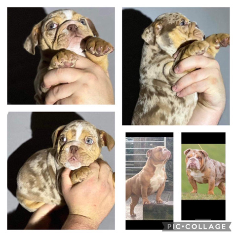 Bulldog – 2 male british bulldog puppies