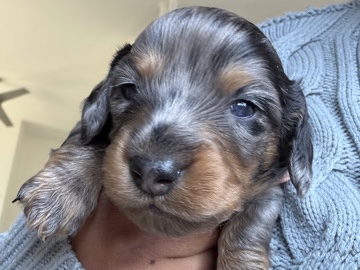 Dachshund – Biggie – Charlotte