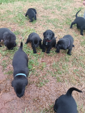 German Shepherd – German Shepherd Mixed Puppies