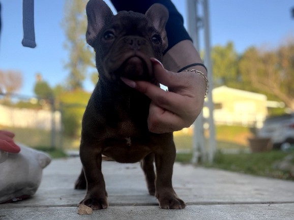 French Bulldog – Frenchie Rojo Boy