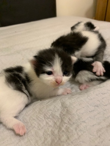 British Semi-longhair – kittens