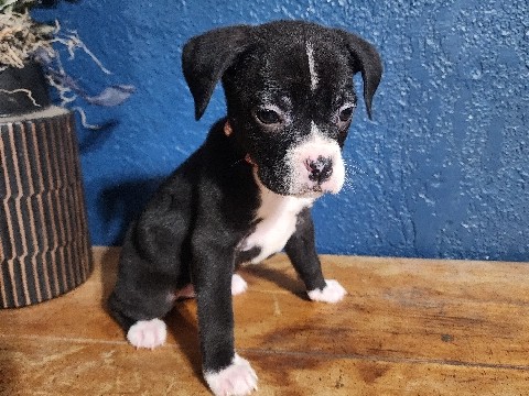 Mixed Breed – puppies – Davis Junction