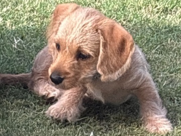 Dachshund – Adorable Dachshund Puppy – 3 Months Old – Regents Park