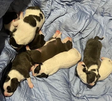 American Pit Bull Terrier – boxer/pitty mixes