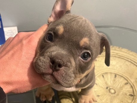 American Bulldog – American Bully Puppies – Cincinnati
