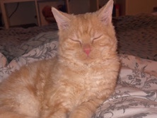 Selkirk Rex - jung kater  available for adoption in Bornheim