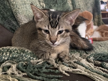 Funny and loving kittens need a new home – Palm Desert