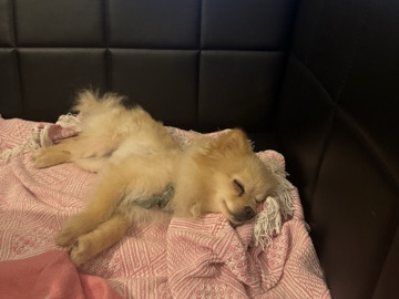 Pomeranian – sucht dringend ein zuhause – Pforzheim