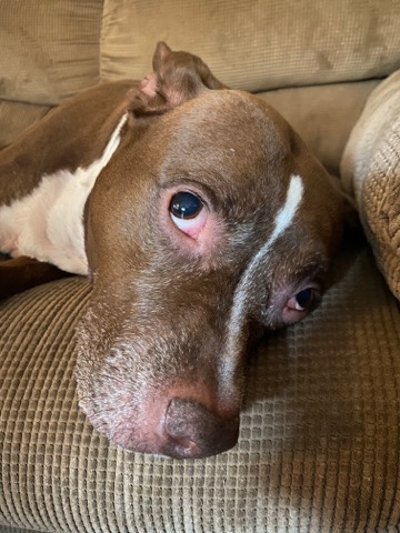 Staffordshire Bull Terrier – moving and I have to let go of my little girl