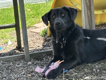 German Shepherd – German Shepherd Lab mix – Canton