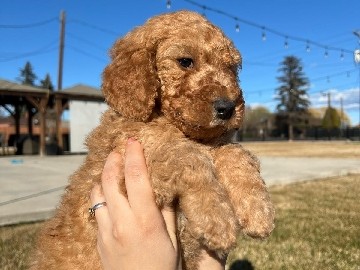Poodle – Toy poodle ( pure bred – Vancouver