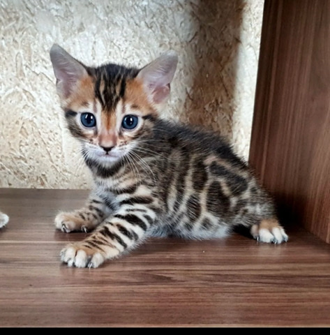 Bengal – Bengal kittens for adoption