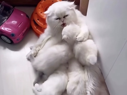 Persian (Modern) – persian kittens – Chantilly