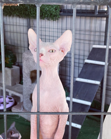 Sphynx – Sphynx kitten male