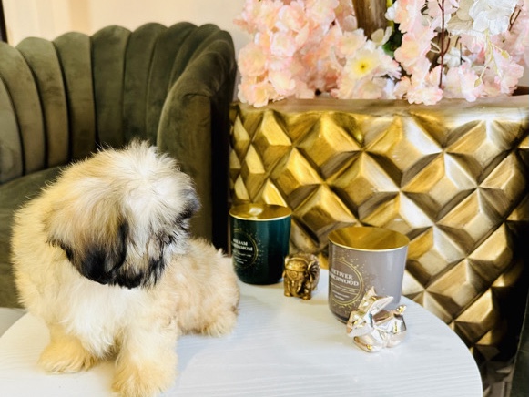 Shih Tzu – shih tzu macho 💙