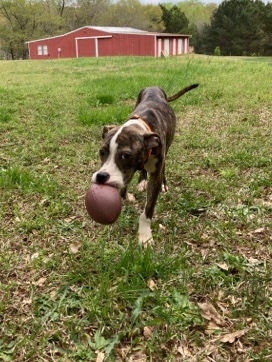 Billy – Pitbull/Mix