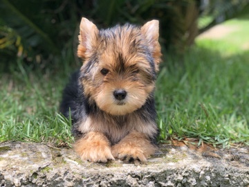 Yorkshire Terrier – yorkshire – Cristiano Otoni
