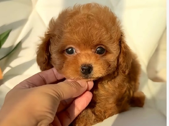 ✨ Male Puppies Available – Ready for New Homes ✨