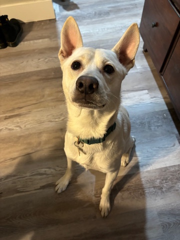 Labrador Husky – Husky / lab mix in need of a new home