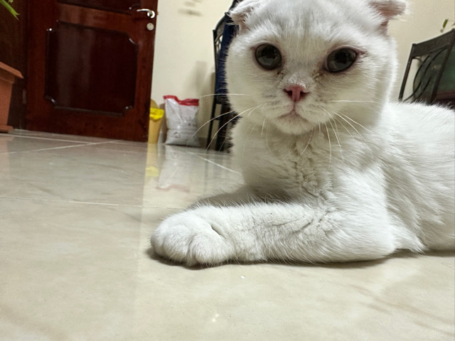 Scottish Fold – Scottish fold kitten