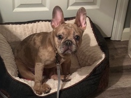 French Bulldog – Frenchie For Sale – Florissant