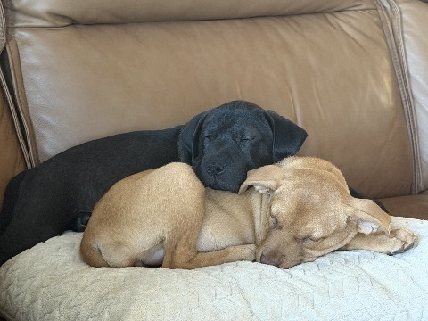 Labrador Retriever – Sisters Lab mix – San Antonio
